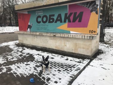 Поздравляем победителей флешмоба #собакитюз!