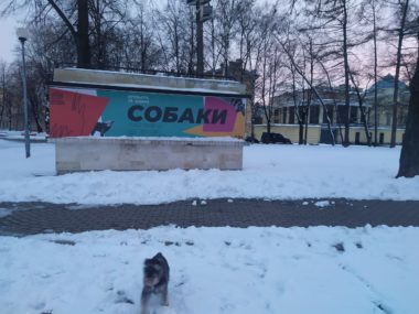 Поздравляем победителей флешмоба #собакитюз!